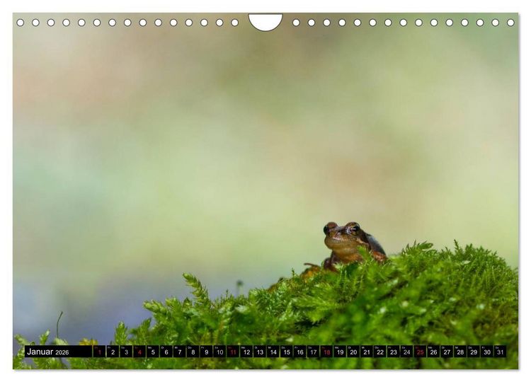 Produktbild: Salamander und Co. (Wandkalender 2026 DIN A4 quer), CALVENDO Monatskalender