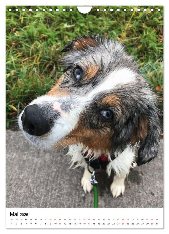 Produktbild: Hermine - Ein Jahr mit einem Mini Australian Shepherd (Wandkalender 2026 DIN A4 hoch), CALVENDO Monatskalender