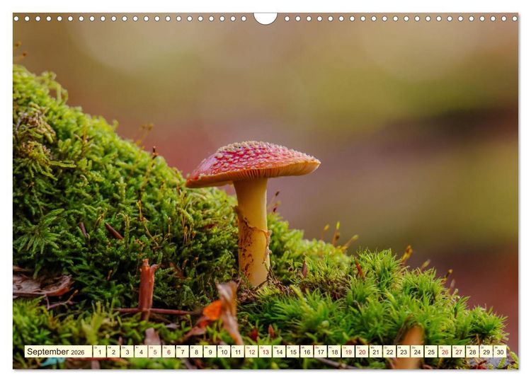 Produktbild: Die Welt der Fliegenpilze (Wandkalender 2026 DIN A3 quer), CALVENDO Monatskalender