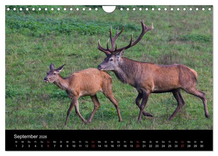 Produktbild: Der Rothirsch, K&ouml;nig der W&auml;lder (Wandkalender 2026 DIN A4 quer), CALVENDO Monatskalender
