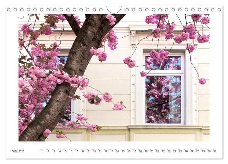 Produktbild: Japanische Kirschbl&uuml;te in Bonn (Wandkalender 2026 DIN A4 quer), CALVENDO Monatskalender