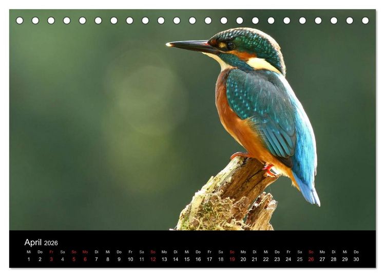 Produktbild: IM LAND DER EISV&Ouml;GEL (Tischkalender 2026 DIN A5 quer), CALVENDO Monatskalender