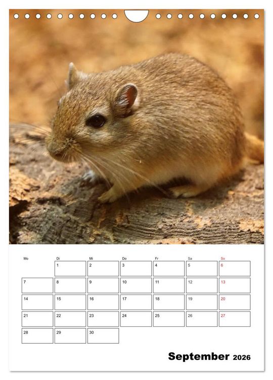 Produktbild: Lustige Rennm&auml;use (Wandkalender 2026 DIN A4 hoch), CALVENDO Monatskalender