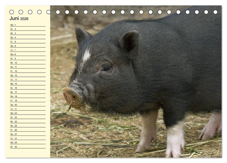 Produktbild: Von S&auml;uen die Schwein haben! (Tischkalender 2026 DIN A5 quer), CALVENDO Monatskalender