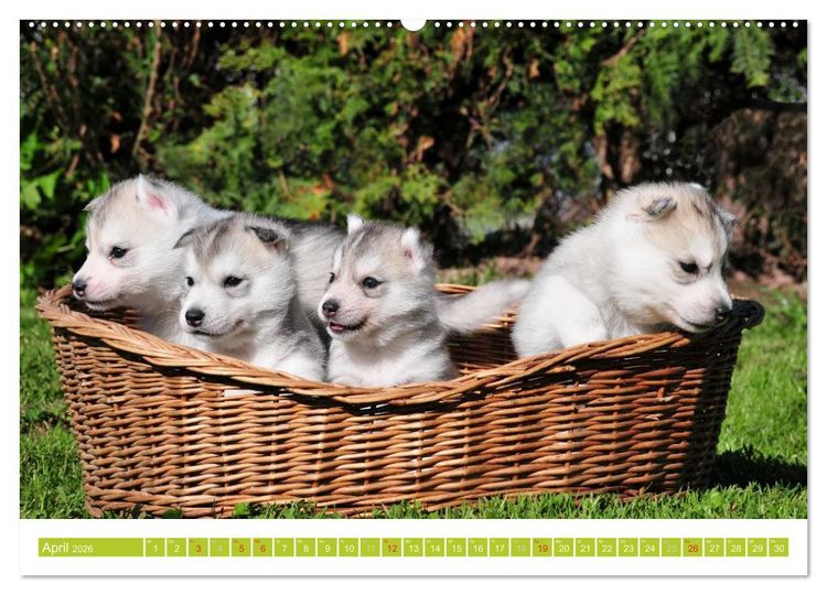 Produktbild: Siberian Husky - der Urtyp (hochwertiger Premium Wandkalender 2026 DIN A2 quer), Kunstdruck in Hochglanz
