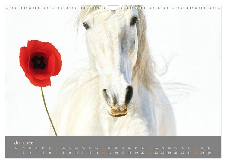 Produktbild: FANTASY Pferde Horses Caballos (Wandkalender 2026 DIN A3 quer), CALVENDO Monatskalender