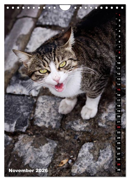 Produktbild: Istanbuls Katzen (Wandkalender 2026 DIN A4 hoch), CALVENDO Monatskalender