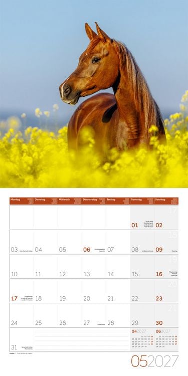 Produktbild: Pferde Kalender 2027 - 30x30 - Art12