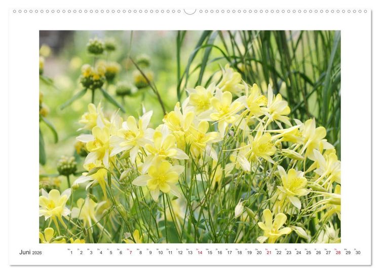 Produktbild: Akeleien im Garten (hochwertiger Premium Wandkalender 2026 DIN A2 quer), Kunstdruck in Hochglanz