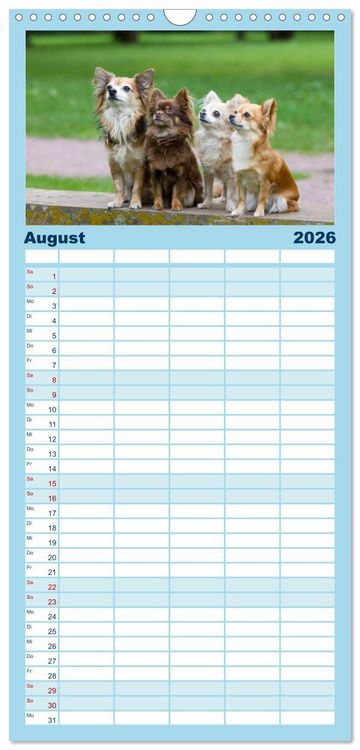 Produktbild: Familienplaner 2026 - Chihuahuas - kleine Herzensbrecher mit 5 Spalten (Wandkalender, 21 x 45 cm) CALVENDO