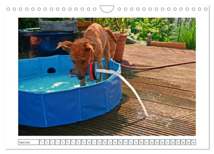 Produktbild: Chiara, ein junger Irish Terrier (Wandkalender 2026 DIN A4 quer), CALVENDO Monatskalender