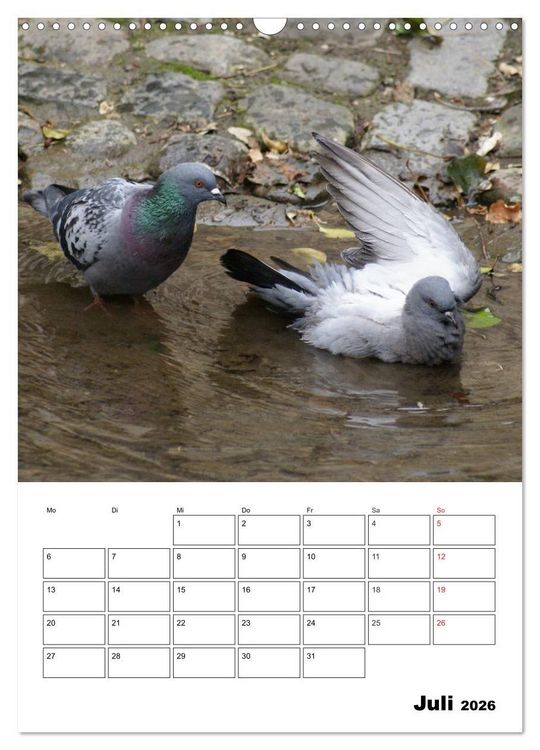 Produktbild: Tauben Terminplaner (Wandkalender 2026 DIN A3 hoch), CALVENDO Monatskalender