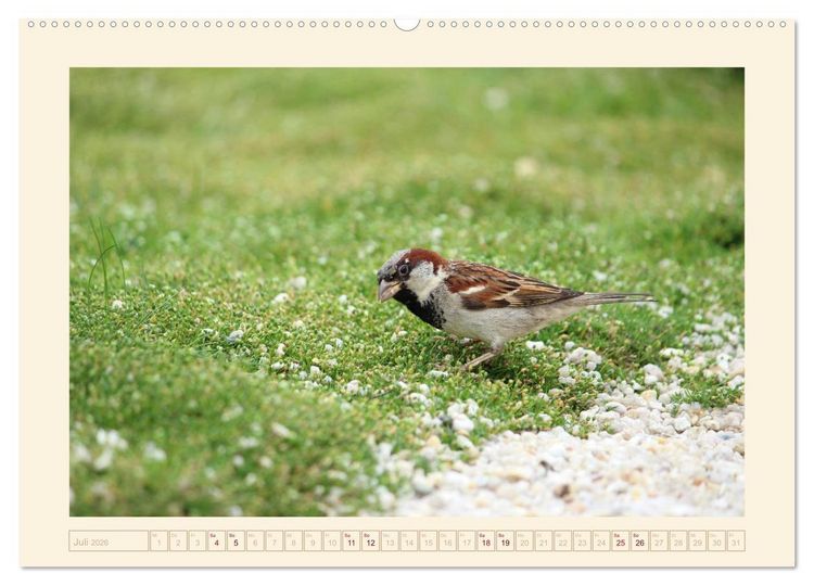 Produktbild: Freche Spatzen (Wandkalender 2026 DIN A2 quer), CALVENDO Monatskalender