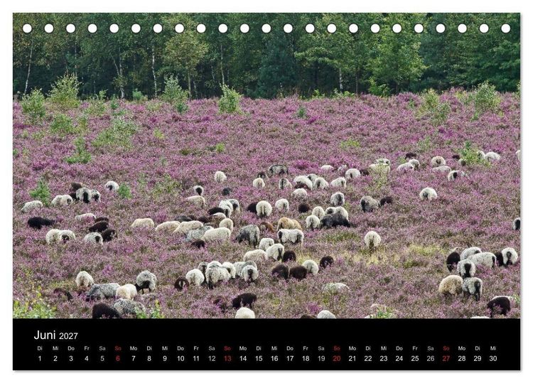 Produktbild: L&uuml;neburger Heide (Tischkalender 2027 DIN A5 quer), CALVENDO Monatskalender