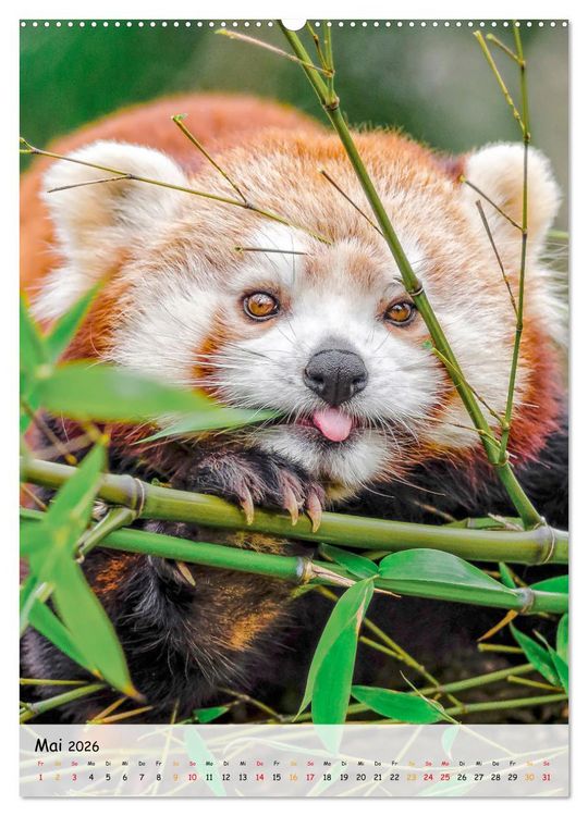 Produktbild: Roter Panda (Wandkalender 2026 DIN A2 hoch), CALVENDO Monatskalender