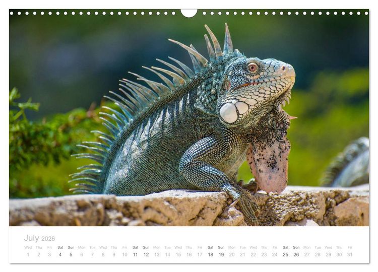 Produktbild: Curacao - Tropical Island (Wall Calendar 2026 DIN A3 landscape), CALVENDO 12 Month Wall Calendar