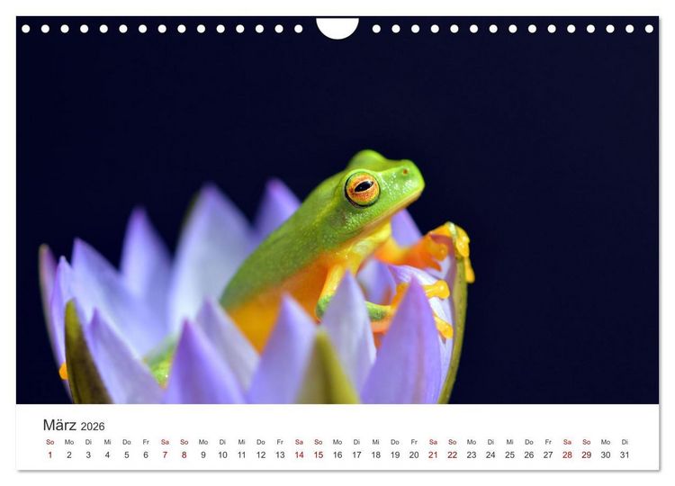 Produktbild: Fr&ouml;sche - Die wundersch&ouml;ne Welt der bunten H&uuml;pfer. (Wandkalender 2026 DIN A4 quer), CALVENDO Monatskalender