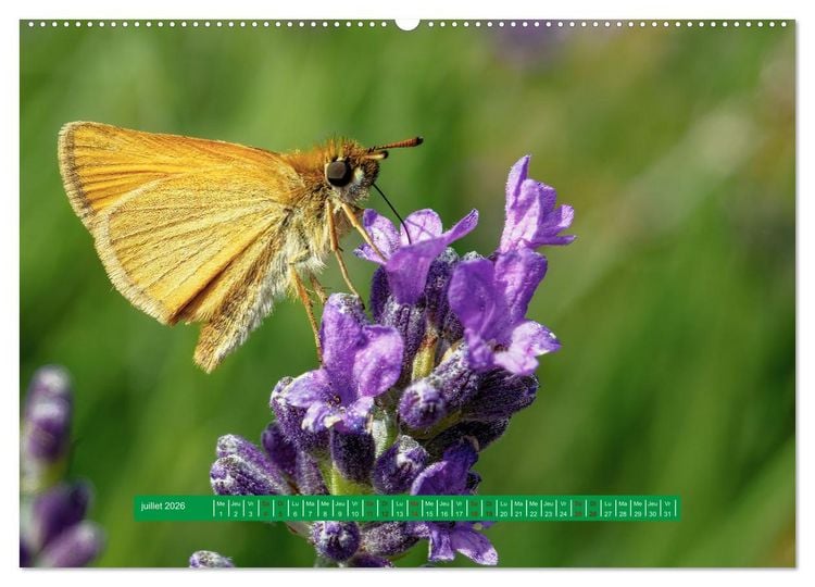 Produktbild: La vie de nos prairie, les papillons (Calendrier mural 2026 DIN A2 vertical) calendrier de bureau