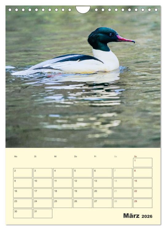 Produktbild: Vogelwelt an der Sieg (Wandkalender 2026 DIN A4 hoch), CALVENDO Monatskalender