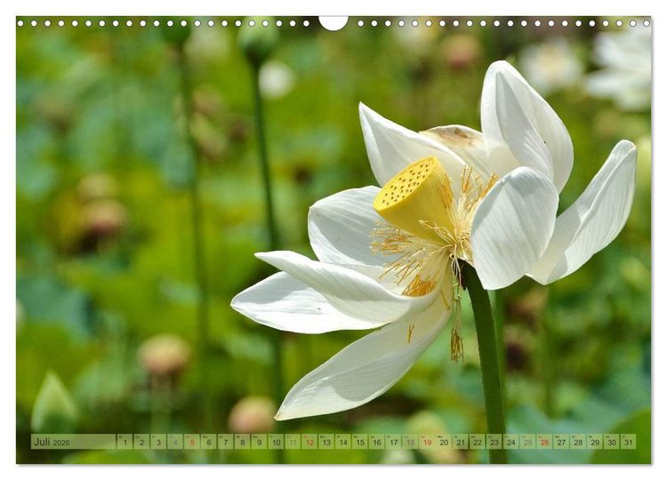 Produktbild: Tr&auml;um dich nach Mauritius (Wandkalender 2026 DIN A3 quer), CALVENDO Monatskalender