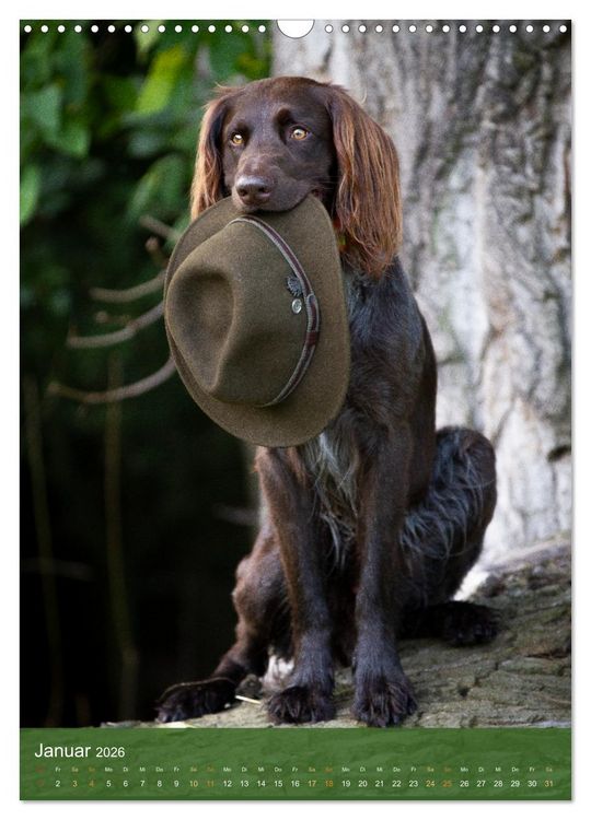 Produktbild: Deutsch Langhaar Butz - Jagdhund mit Passion und Herzblut (Wandkalender 2026 DIN A3 hoch), CALVENDO Monatskalender