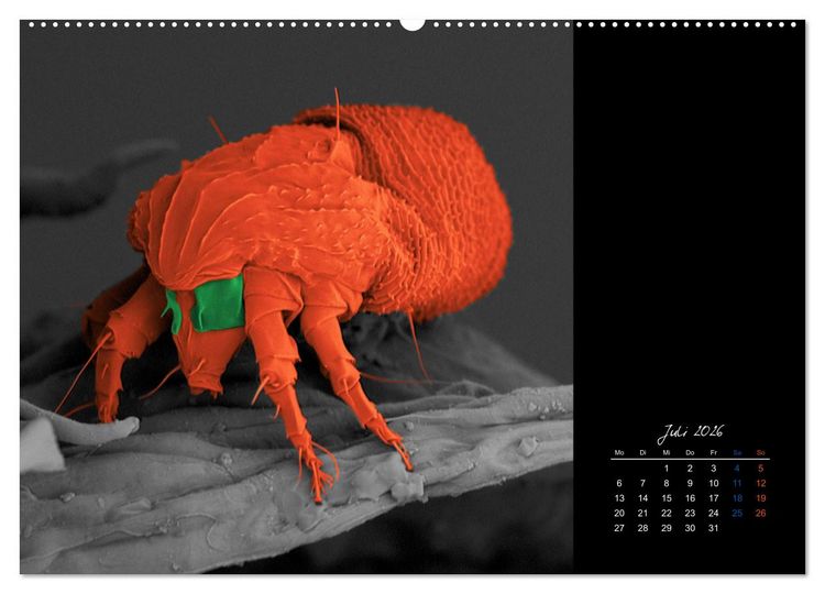 Produktbild: strucTEMs Mikrowelt - Winzige Nachbarn ganz gro&szlig; (hochwertiger Premium Wandkalender 2026 DIN A2 quer), Kunstdruck in Hochglanz
