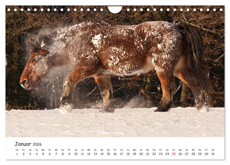Produktbild: Kaltblut - schwere Pferde mit Herz (Wandkalender 2026 DIN A4 quer), CALVENDO Monatskalender