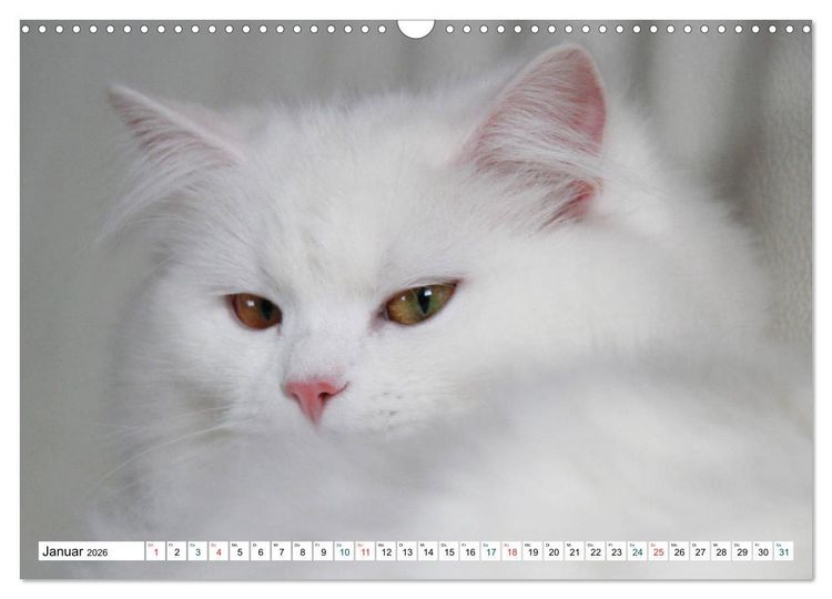 Produktbild: Die Perserkatze - Farbschlag Wei&szlig; (Wandkalender 2026 DIN A3 quer), CALVENDO Monatskalender