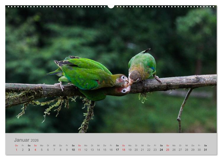 Produktbild: Costa Rica - Exotische V&ouml;gel im Regenwald (Wandkalender 2026 DIN A2 quer), CALVENDO Monatskalender