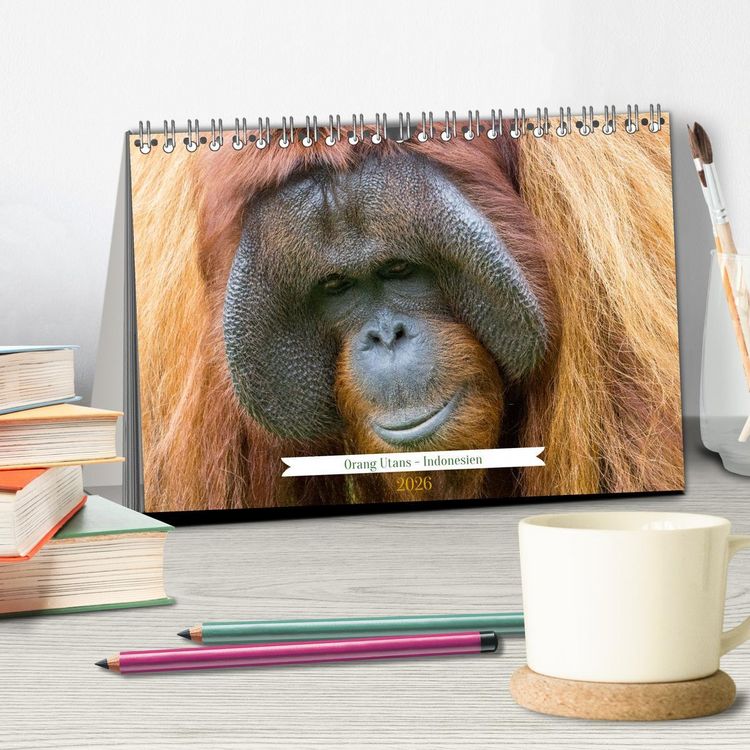Produktbild: Orang Utans - Indonesien (Tischkalender 2026 DIN A5 quer), CALVENDO Monatskalender