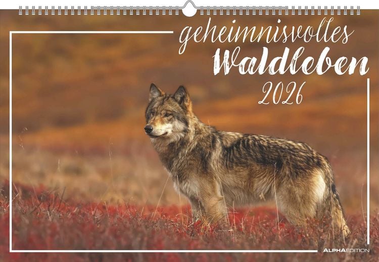 Bild vom Artikel Geheimnisvolles Waldleben 2026 - Bildkalender 49,5x33 cm - Tiere und Pflanzen in unseren heimischen Wäldern - Wandkalender - Wandplaner - Tierkalender vom Autor Alpha Edition