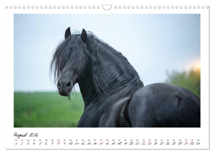 Produktbild: Friesen - stolze Giganten (Wandkalender 2026 DIN A3 quer), CALVENDO Monatskalender