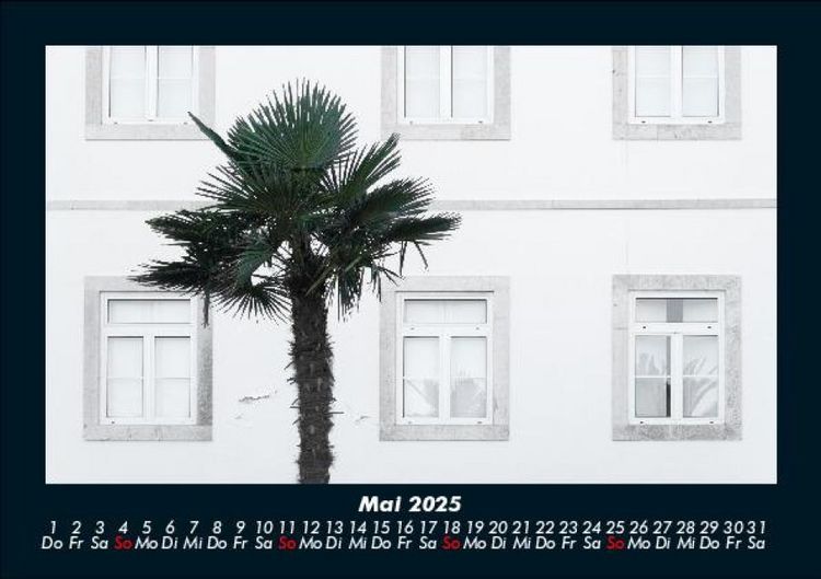 Produktbild: Palmen 2025 Fotokalender DIN A5