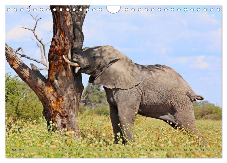 Produktbild: Elefanten in Afrika (Wandkalender 2026 DIN A4 quer), CALVENDO Monatskalender