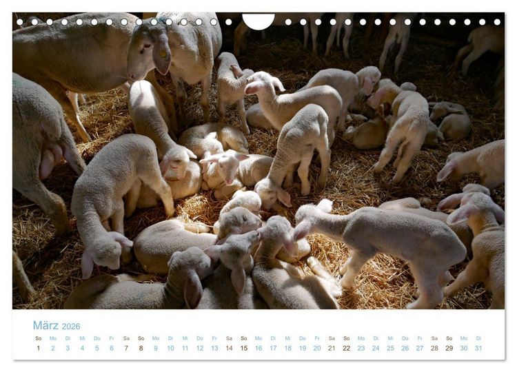 Produktbild: Mit Schafen durch das Jahr (Wandkalender 2026 DIN A4 quer), CALVENDO Monatskalender
