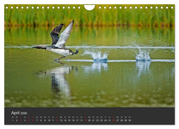 Produktbild: V&ouml;gel im Norden Europas (Wandkalender 2026 DIN A4 quer), CALVENDO Monatskalender