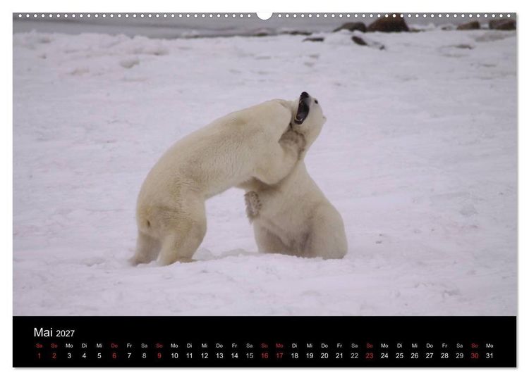 Produktbild: Arktische Tr&auml;ume - Eisb&auml;ren in Kanada (Wandkalender 2027 DIN A2 quer), CALVENDO Monatskalender