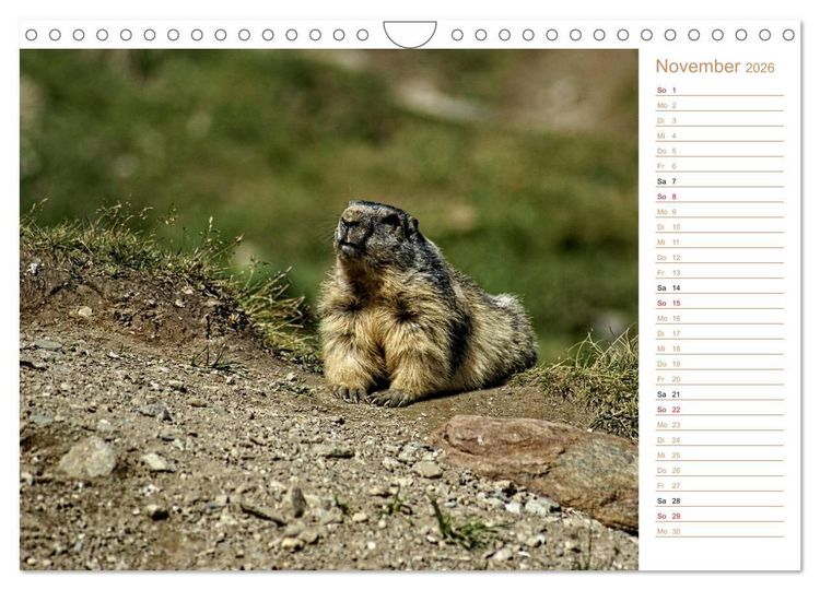 Produktbild: Wildlife - Verspielte Murmeltiere (Wandkalender 2026 DIN A4 quer), CALVENDO Monatskalender