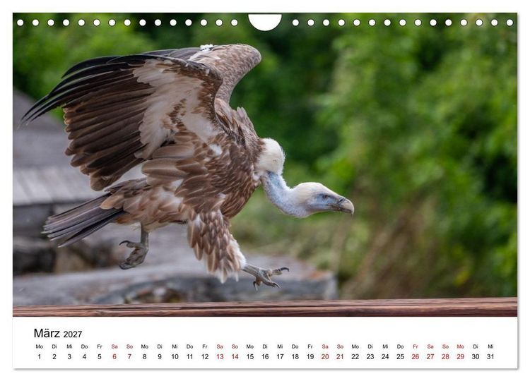 Produktbild: Greifv&ouml;gel in Aktion - Dynamische Flugbilder und Portr&auml;ts (Wandkalender 2027 DIN A4 quer), CALVENDO Monatskalender