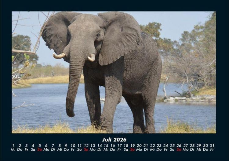 Produktbild: Der Elefantenkalender 2026 Fotokalender DIN A4