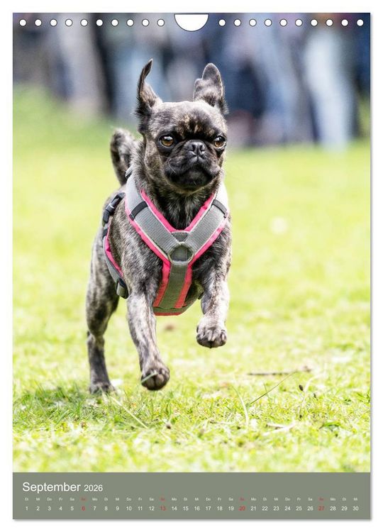 Produktbild: Mops-Rennen (Wandkalender 2026 DIN A4 hoch), CALVENDO Monatskalender