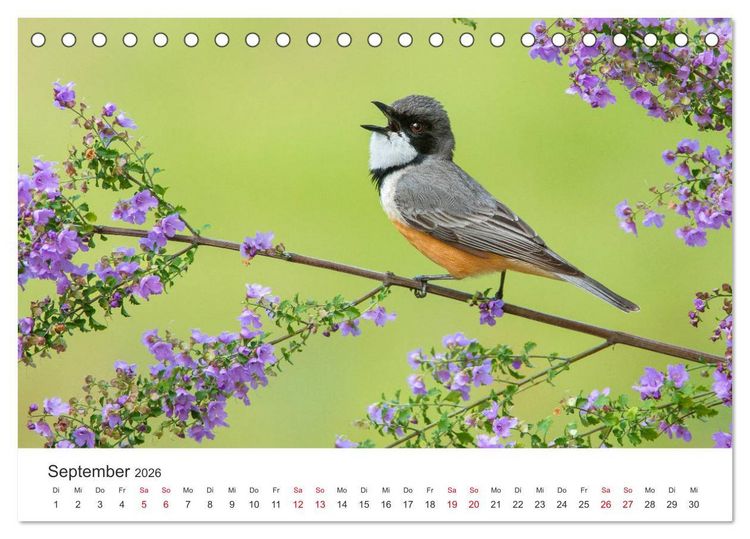 Produktbild: Singv&ouml;gel aus Australien (Tischkalender 2026 DIN A5 quer), CALVENDO Monatskalender