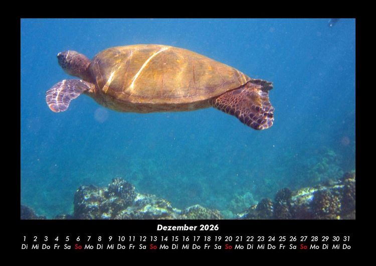 Produktbild: Schildkr&ouml;tenzauber 2026 Fotokalender DIN A3