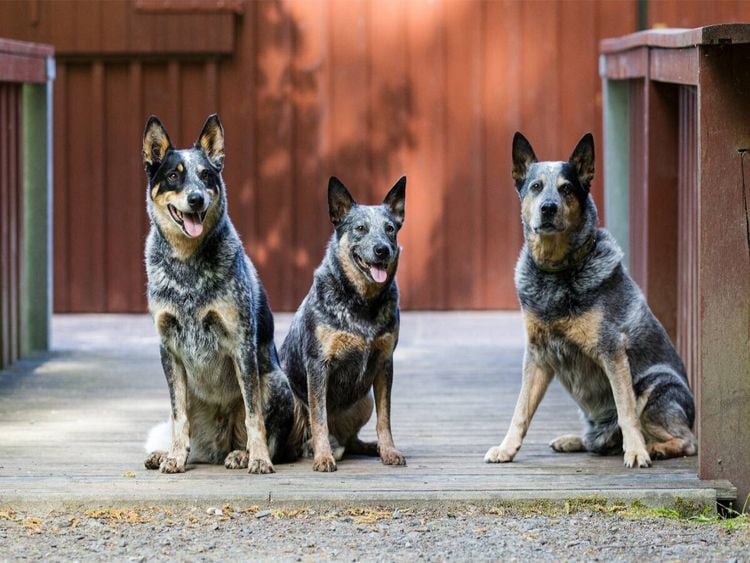 Produktbild: CALVENDO Puzzle Ein Motiv aus dem Kalender Spaziergang am See Australian Cattle Dogs | 1000 Teile Lege-Gr&ouml;&szlig;e 64x48cm Foto-Puzzle f&uuml;r gl&uuml;ckliche Stunden