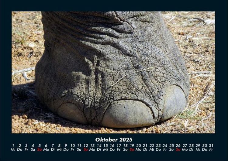 Produktbild: Elefanten 2025 Fotokalender DIN A4