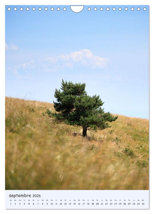 Produktbild: Arbres solitaires (Calendrier mural 2026 DIN A4 horizontal), CALVENDO calendrier mensuel