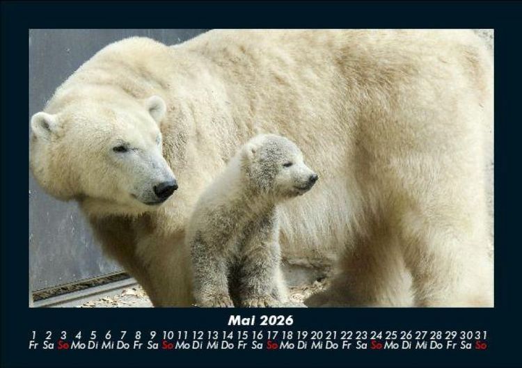 Produktbild: Tierkalender 2026 Fotokalender DIN A5