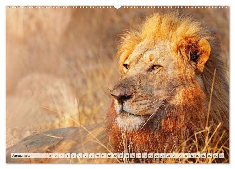 Produktbild: Afrikas L&ouml;wen 2026 (hochwertiger Premium Wandkalender 2026 DIN A2 quer), Kunstdruck in Hochglanz