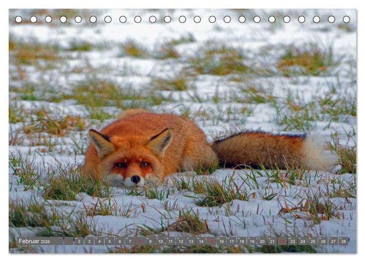 Produktbild: Zauberhafte Schwalm (Tischkalender 2026 DIN A5 quer), CALVENDO Monatskalender
