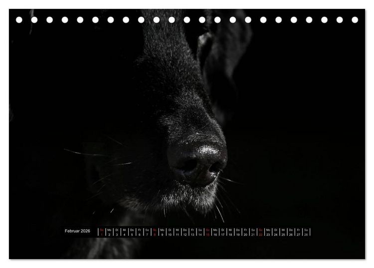 Produktbild: Flatcoated Retriever Black Edition (Tischkalender 2026 DIN A5 quer), CALVENDO Monatskalender